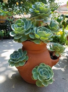 there is a potted plant that has many succulents growing out of it