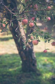 an apple tree with apples hanging from it's branches