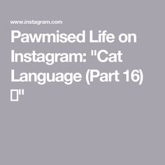 the words pamished life on instagram cat language part 16