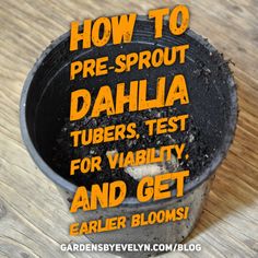 a potted plant with the words how to pre - sprout dahlia tubers test for viability and get earlier blooms