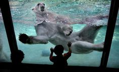 two polar bears swimming in an aquarium with people looking at them from the glass window