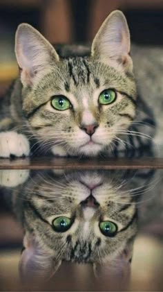 a cat with green eyes sitting on top of a glass table looking at the camera