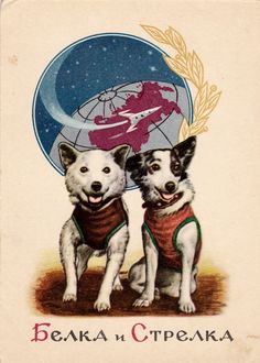 two dogs wearing vests and standing next to each other in front of a globe