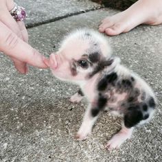 a small black and white kitten being fed by someone's hand on the sidewalk