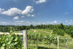 a vineyard with lots of vines growing on it's sides and trees in the background