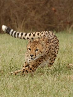 a cheetah running in the grass with trees in the background