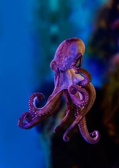 an octopus is hanging upside down in the water