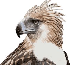 an eagle with white and brown feathers on it's head