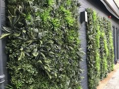 a green wall with plants growing on the side of it in front of a building