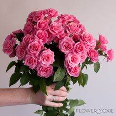 Medium Pink Spray Rose Flower Spray Roses Bouquet, Rose Flower Diy, Pink Spray Roses, Flower Moxie, Diy Boutonniere, Standard Roses, White Spray Roses, Diy Your Wedding, Pink Rose Bouquet