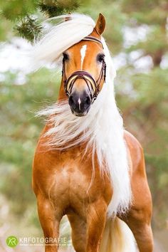 a brown horse with white mane standing next to a tree