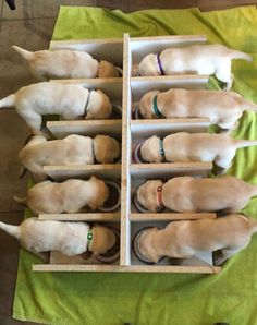 six puppies are lined up in the same box