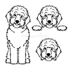 two dogs with different expressions and haircuts on white background royalty illustration stock images