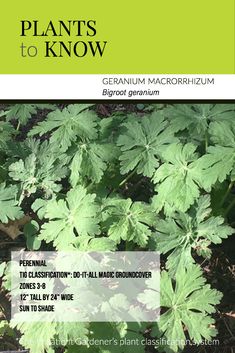 the cover of plants to know by geranium macrohizum, featuring green leaves