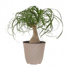 a potted plant with long thin green leaves on it's top and bottom