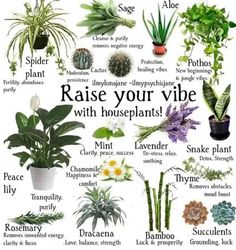 an image of houseplants that are labeled in english and spanish with the words raise your vibe