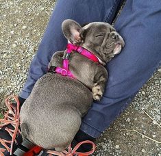 a small dog sitting on top of a person's leg wearing a pink harness