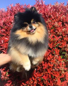 a small dog sitting on top of a red bush