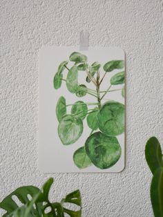 a plant with green leaves is hanging on the wall