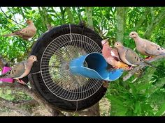 several birds are perched on top of a bird feeder