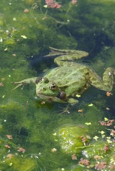 a frog is sitting in the water and looking at the camera