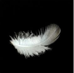 a white feather on a black background