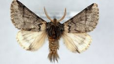 a moth with brown and white markings on it's wings is seen in this close up