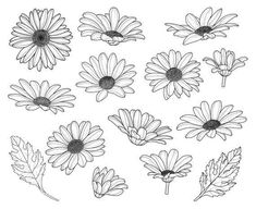 the different types of daisies are shown in black and white on a white background