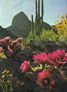 the desert is full of cactus and flowers