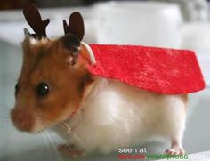 a small hamster wearing a red collar and reindeer antlers on it's head