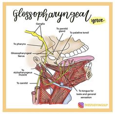 an image of a diagram of the anatomy of the neck and upper part of the face