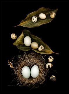 three eggs are sitting in a nest on top of a green leaf and another one is laying down