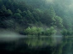 fog hangs over the water and trees in the background