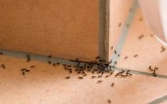 a group of ants crawling on the floor next to a door frame with a white bowl in the background