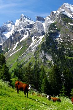 two cows grazing on the side of a mountain with snow capped mountains in the background