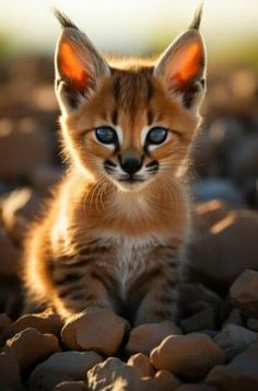 a small kitten with blue eyes sitting on some rocks and looking at the camera while staring straight ahead