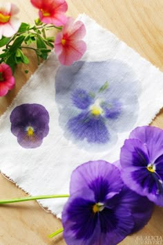 purple and pink pansies are on a white towel next to a pair of scissors