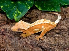 an orange and white gecko climbing on a tree