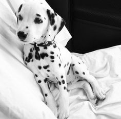 a dalmatian dog sitting on top of a bed