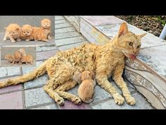 an orange cat laying on the ground next to several kittens and one is looking at the camera