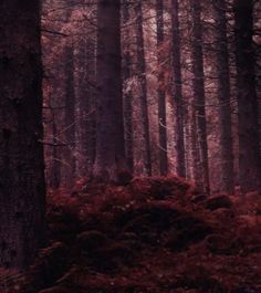 a forest filled with lots of tall trees and red moss growing on the side of it