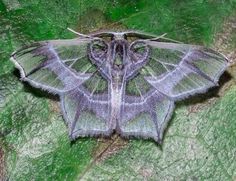 a large gray moth sitting on top of a green leaf