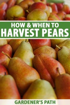 A close up vertical image of a pile of ripe pears, fading to soft focus background. To the top and bottom of the frame is green and white printed text. When To Pick Pears From Tree, Permaculture Orchard, Hawaii Garden, Preserving Fruit, Home Orchard, Farm Orchard, Pear Varieties, Asian Pears