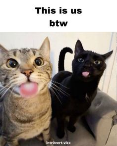 two cats standing next to each other with the caption, this is us btw