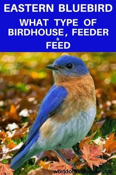 a blue bird sitting on top of leaves with the words eastern bluebird what type of bird