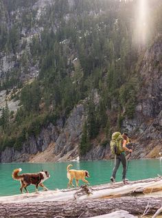 two dogs and a man walking on a log over a lake with mountains in the background