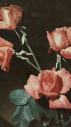 three red roses with water droplets on them