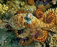 an octopus is sitting on top of some corals