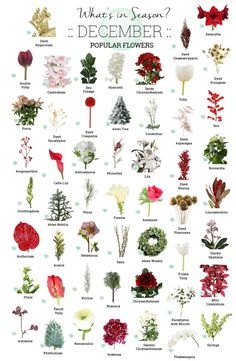 a poster with different types of flowers on it