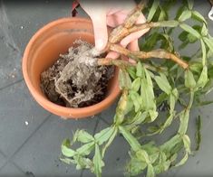 someone is removing leaves from a potted plant